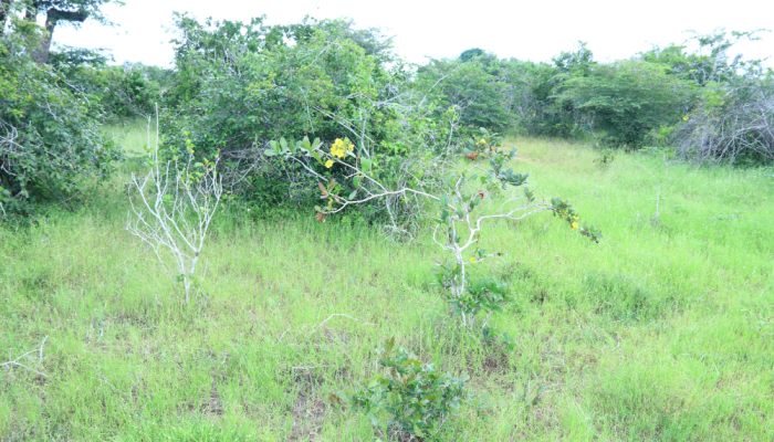 Blessmarked Real Estates - Malindi Plots